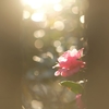 Super Multi Coated Takumar 120mm F2.8　で撮ってみた