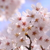 2018/03/28 お花見