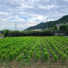 猛暑日・コキア除草3日目