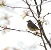 寒暖差と野鳥の生活
