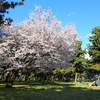 桜を撮ってきた！2014 〜浜寺公園〜