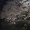 4月6日 夜桜見物