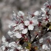 ２０２４ 香櫨園での花見。