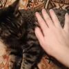 触られると変な声で鳴く猫ちゃん（動画）