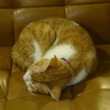  台北の保護猫カフェ「浪浪別哭」の猫 #8