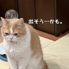 雨田甘夏、展示品です。【猫と吐き気とまじりっけなし事情】