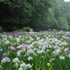 狭山市・智光山公園の花菖蒲