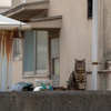 近隣住宅街のねこさん