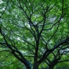 代々木公園