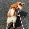 柴犬あきとの生活　172