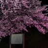 夜桜