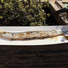 【秋刀魚（サンマ）とは？】英語3文で学ぶPacific Saury