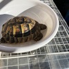 ヒガシヘルマンリクガメ～ご帰還の時刻ですよ