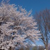 当地方　桜前線停滞せず　高速通過　大慌ての住人達