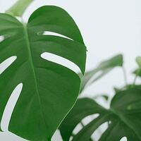 出窓の観葉植物から虫が発生 コバエ捕まえるやつを置いてみた ７回目の出直し