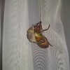 虫嫌いな人は見ないでください２