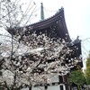 【京都】「妙覺寺」「水火天満宮」「本法寺」に桜の花を見に行ってきました。