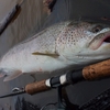 渓流釣りで釣った魚を捌いて内臓を川に捨てる釣り人 釣りにゃんだろう