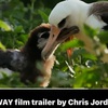 ドキュメンタリー映画「アルバトロス」Documentary film "Albatross"