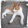 お代官さまと(ねこ)茶白屋