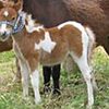 腹に北海道の地図模様がある子馬！