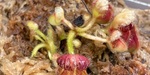 セファロタス成長記録=2026/9月15日 #食虫植物 #icos #BGM #ボカロ #初音ミク