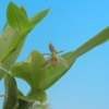 Epidendrum compressum