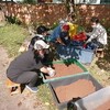 ブルーベリーの土作り　ダンボール回収　ヒメジョオンとフジバカマ
