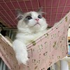 週明けのふくちゃん