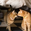 猫が飼い主にキスをする理由