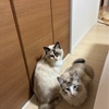 【後編】やっぱり猫は難しい。保護猫トライアルが失敗した話。