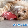 ケリケリ大好きと猫じゃらし大好き