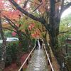 京都、光悦寺の紅葉を楽しんできました。