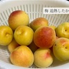 梅 追熟したかな