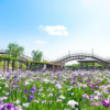 2025年「水郷潮来あやめまつり」-水と花が織りなす初夏の風物詩