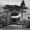 黒田春日神社・百年桜