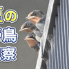関東で夏に見られる野鳥3選　この時期だけ出会える鳥たち