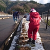 尾原ダム　水仙の球根植え