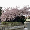 市内の桜