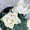 ＊球根の植え付け準備♪ 