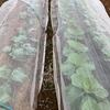 ブロッコリーに虫食い痕