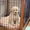 まるちゃんお迎え🐩