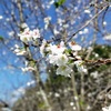 いい天気、昼休みに寒桜を見てきた