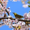 【鳥を愛する作曲家の心には、翼が生えている　２】　鳥を愛したドヴォルザークの音楽から、人生への思いを深める