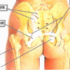 「後仙腸靭帯」や「仙棘靭帯」や「仙結節靭帯」といった仙腸関節に関する靭帯群を、どうゆるめるか？