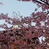 河津桜が満開になりました