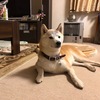 犬、犬、犬