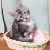 メインクーンを飼ってみての感想：猫ばか全開♪シルルの成長に目頭を熱くする