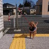 【日記】寝坊しました。愛犬とゆったり過ごした1日。