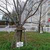 最高気温は熊本市で21度6分